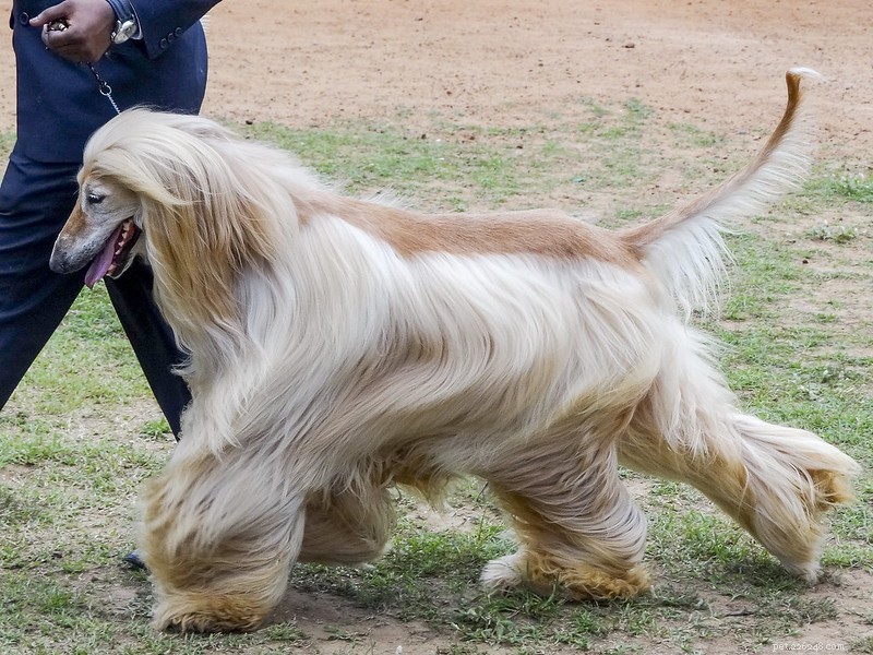 Afghan Hound: The World s Noble, Elegant Canine Companion
