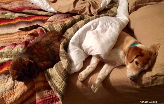 Wordless Wednesday: Soldier & Peanut Butter Share a Cozy Sleep‑In