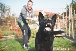 Beginner’s Guide to Effective Dog Training with Expert Animal Behaviorists