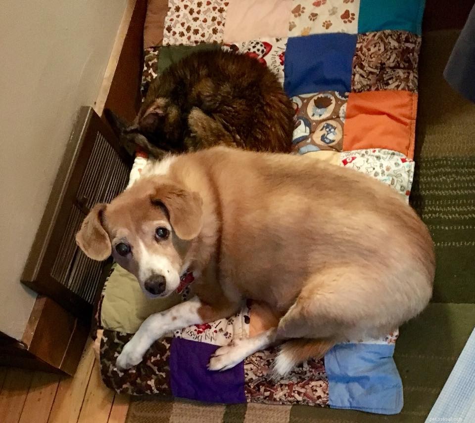 Winter Wellness: How Best Friends Share Orthopedic Beds, Quilts & Heat Vents