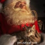 15 Pet-Friendly Holiday Ideas for a Joyful Season