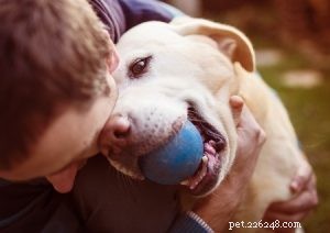 Debunking the Top 10 Dog Myths: What You Need to Know
