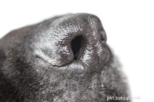 Debunking the Top 10 Dog Myths: What You Need to Know