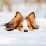 Top 10 Must-Read Posts from The Contemporary Pet in 2017
