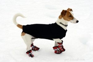 Protect Your Pets from Cold Weather Hazards: Expert Tips & Safety Measures