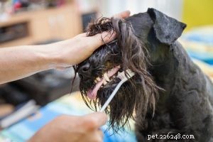2024 Pet Owner Resolutions: 10 Steps to Enhance Your Pet s Well-Being
