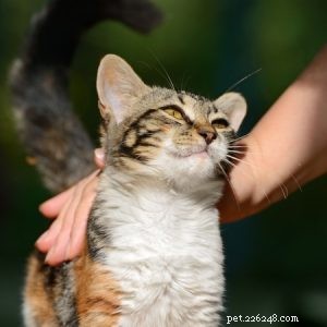 How to Approach a New Cat: Proven Tips for a Calm & Safe First Encounter