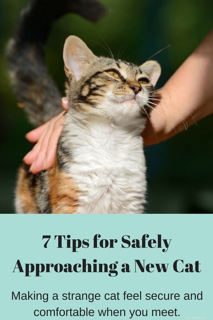How to Approach a New Cat: Proven Tips for a Calm & Safe First Encounter