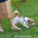 8 Key Benefits of Small Dogs for People 65 and Older