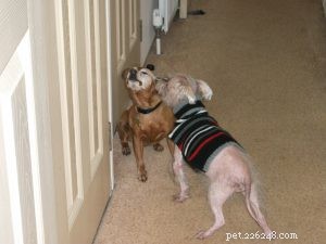 Preparing for Your Pet’s Final Days: A Compassionate Guide to Grief and Practical Steps