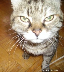 Preparing for Your Pet’s Final Days: A Compassionate Guide to Grief and Practical Steps
