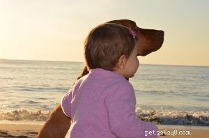 Preparing for Your Pet’s Final Days: A Compassionate Guide to Grief and Practical Steps