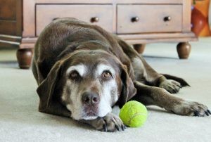 Preparing for Your Pet’s Final Days: A Compassionate Guide to Grief and Practical Steps