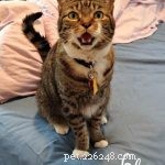 5 Proven Signs Your Cat Is Truly Happy