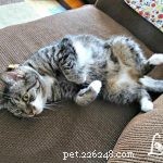 5 Proven Signs Your Cat Is Truly Happy