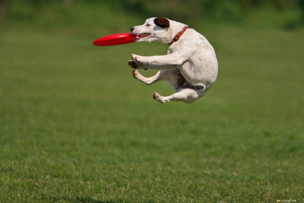 How to Capture Stunning Photos of Your Pet: Pro Tips & Tricks