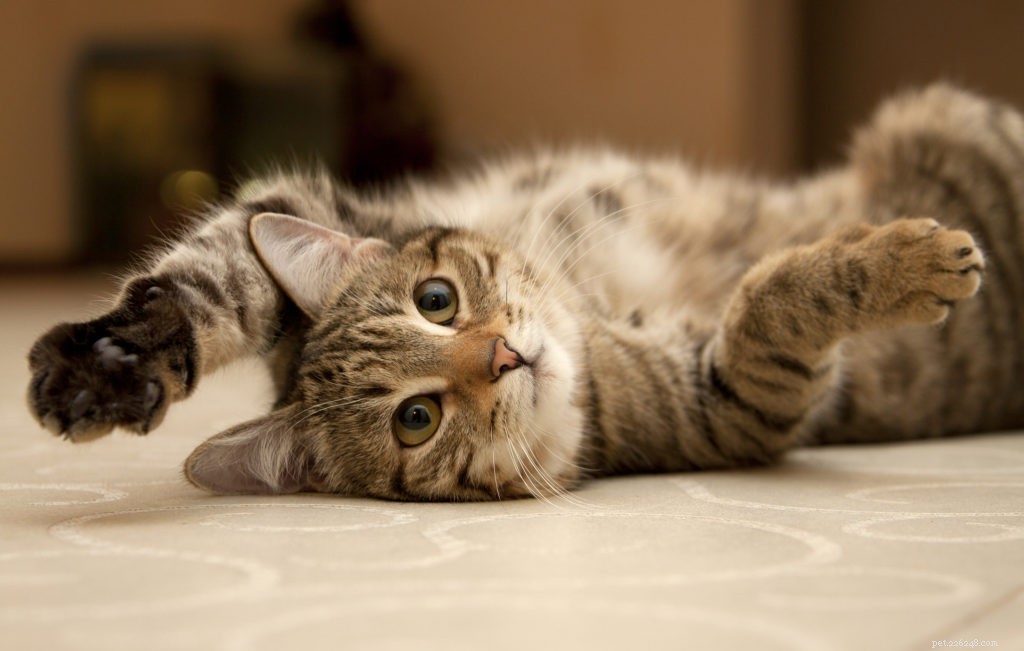 How to Capture Stunning Photos of Your Pet: Pro Tips & Tricks