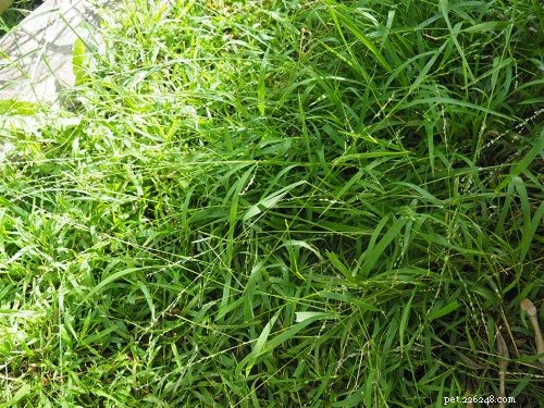 9 Backyard Weeds That Are Delicious, Nutritious Treats for Pet Birds