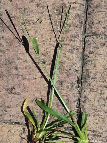 9 Backyard Weeds That Are Delicious, Nutritious Treats for Pet Birds