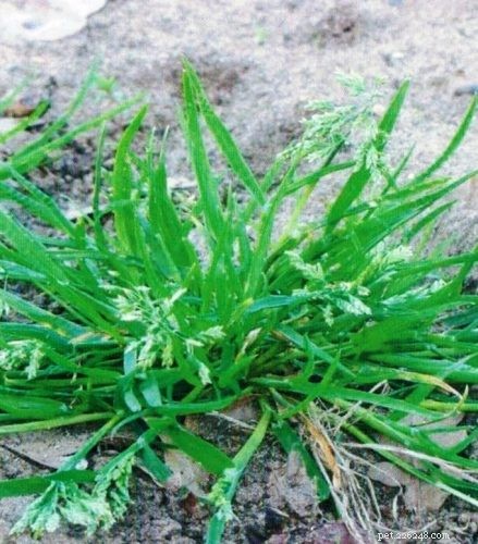 9 Backyard Weeds That Are Delicious, Nutritious Treats for Pet Birds