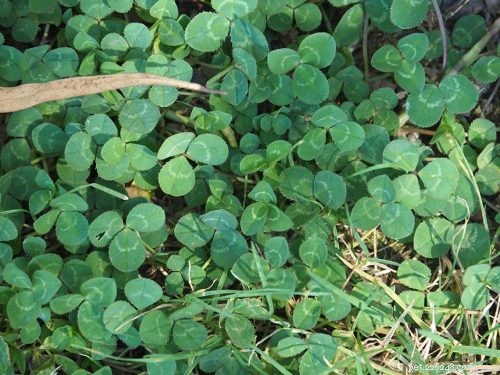 9 Backyard Weeds That Are Delicious, Nutritious Treats for Pet Birds