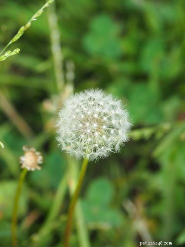 9 Backyard Weeds That Are Delicious, Nutritious Treats for Pet Birds