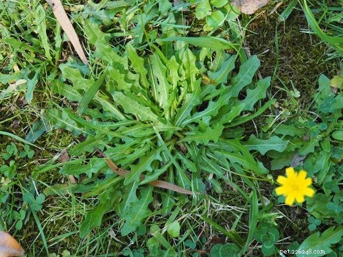 9 Backyard Weeds That Are Delicious, Nutritious Treats for Pet Birds