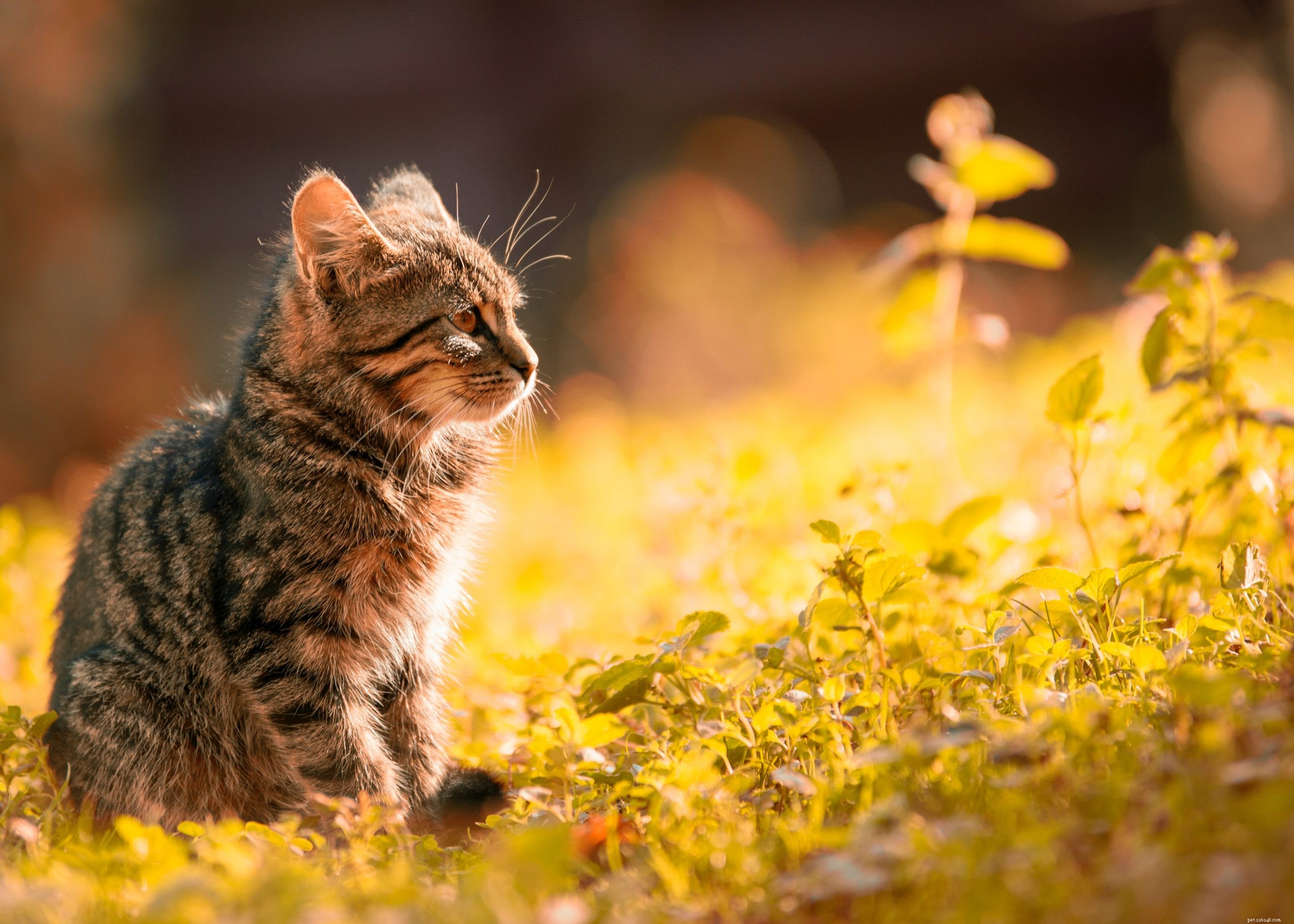 How to Quickly Find Your Lost Pet: A Step-by-Step Guide