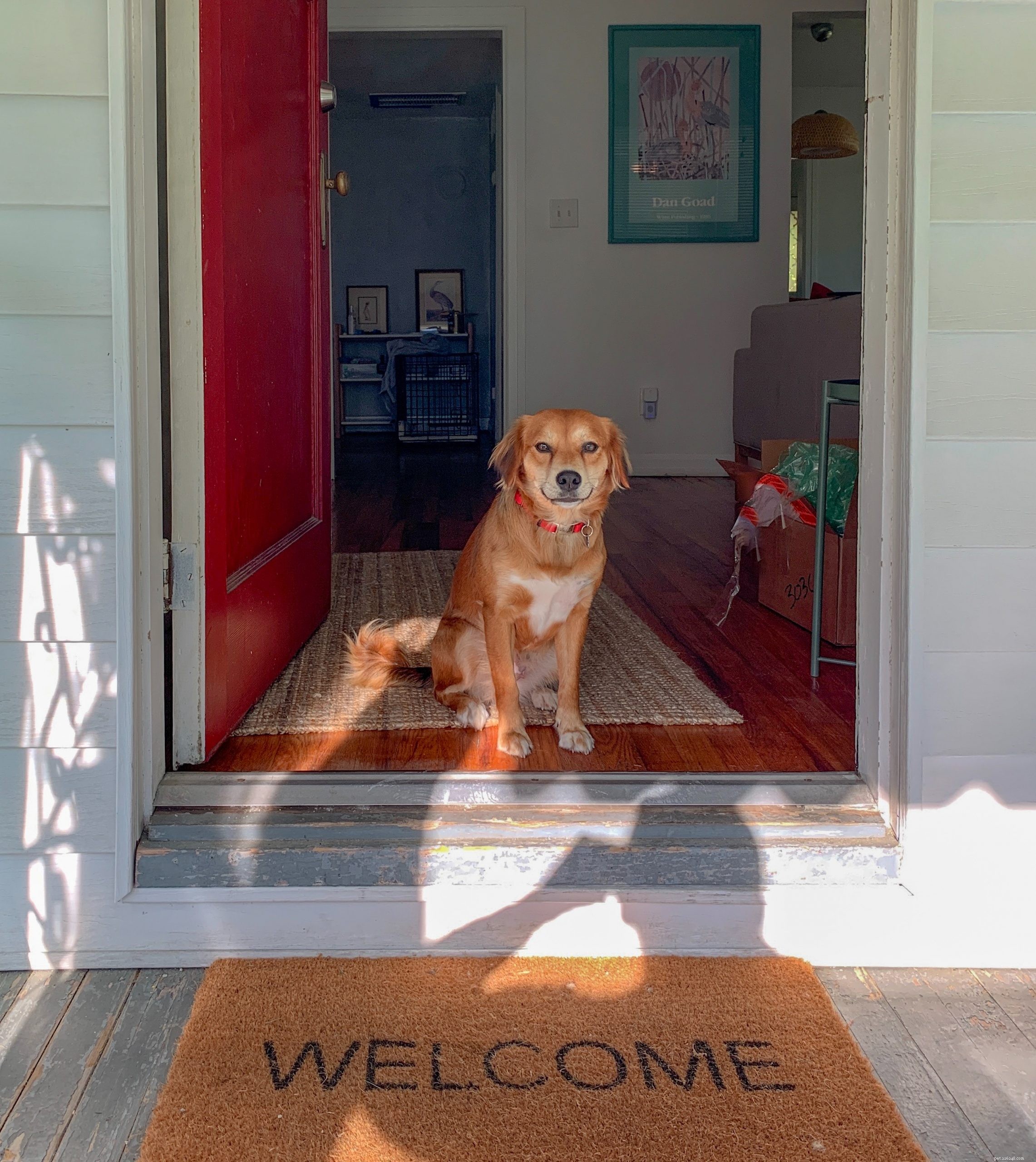 Pet Rehoming Made Easy: How to Find a Forever Home for Your Furry Friend