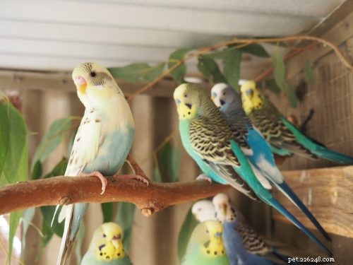 Pet Rehoming Made Easy: How to Find a Forever Home for Your Furry Friend