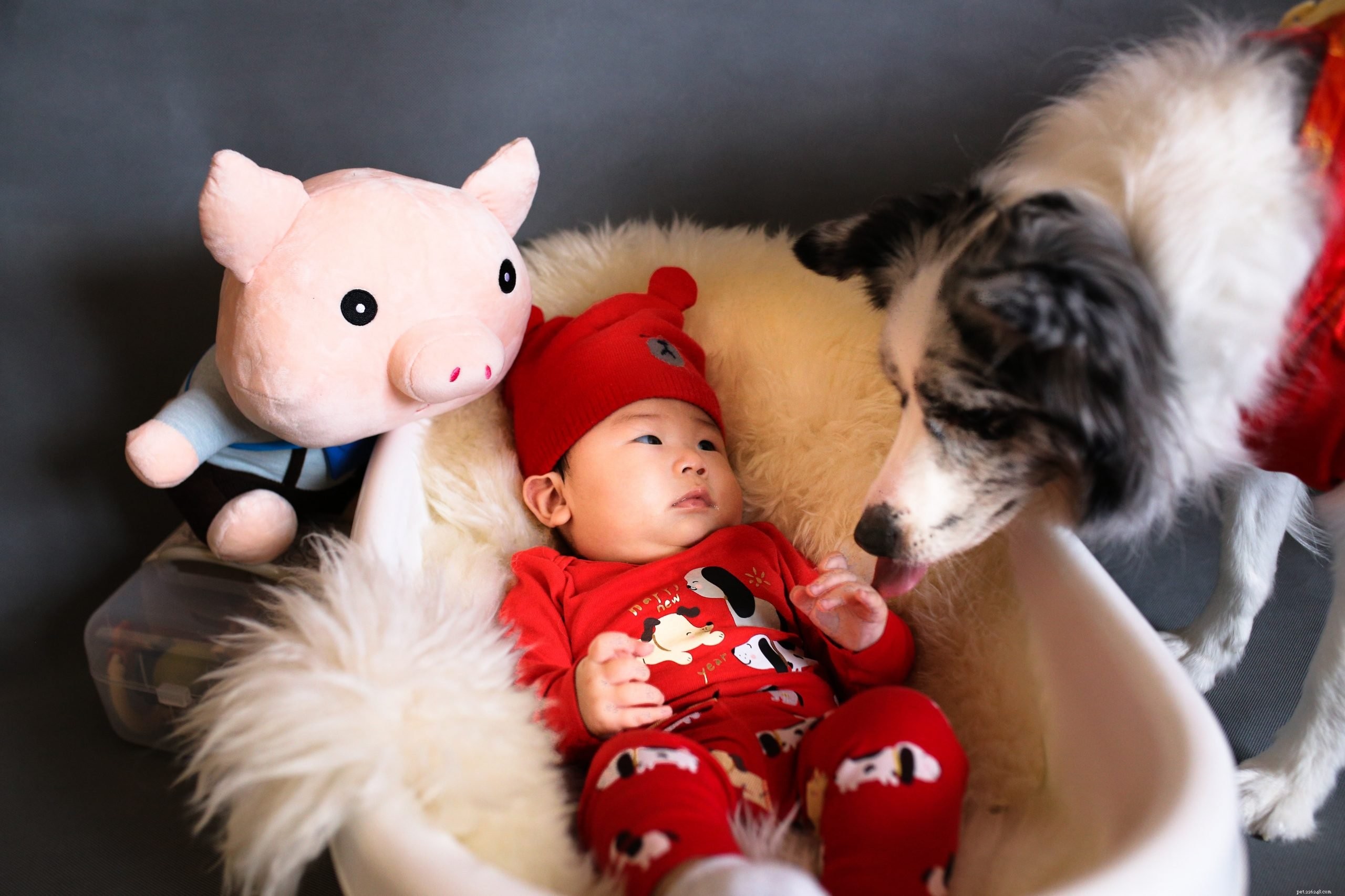 Pet Rehoming Made Easy: How to Find a Forever Home for Your Furry Friend