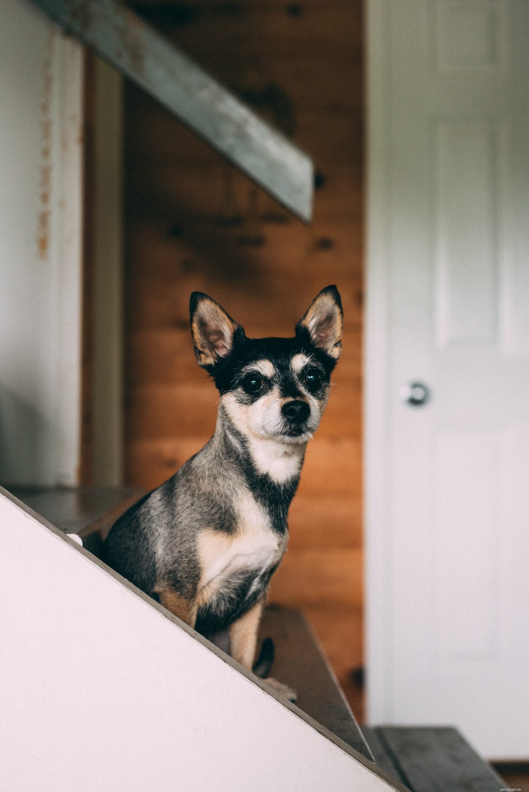 Renting with Pets in Australia: A Guide to Legal Rights and Property Rules