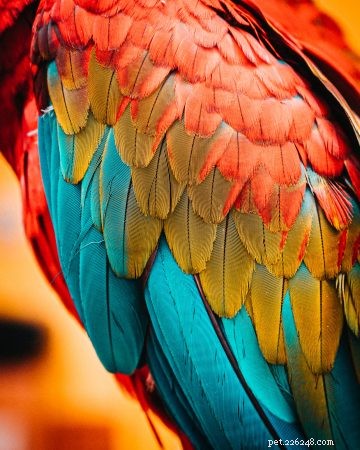 How to Ease Feather Molting in Birds: Expert Tips for Stress-Free Care
