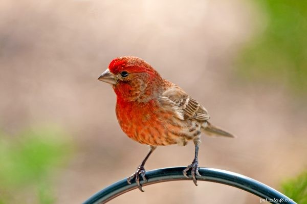 Choosing the Perfect Feathered Companion for Your Family
