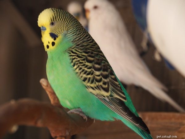 Choosing the Perfect Feathered Companion for Your Family
