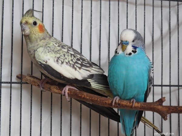 Choosing the Perfect Feathered Companion for Your Family