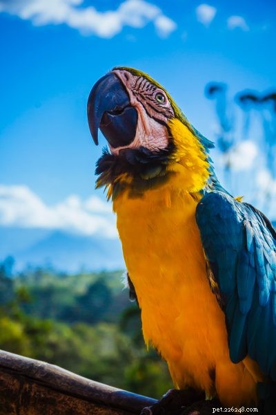 Choosing the Perfect Feathered Companion for Your Family