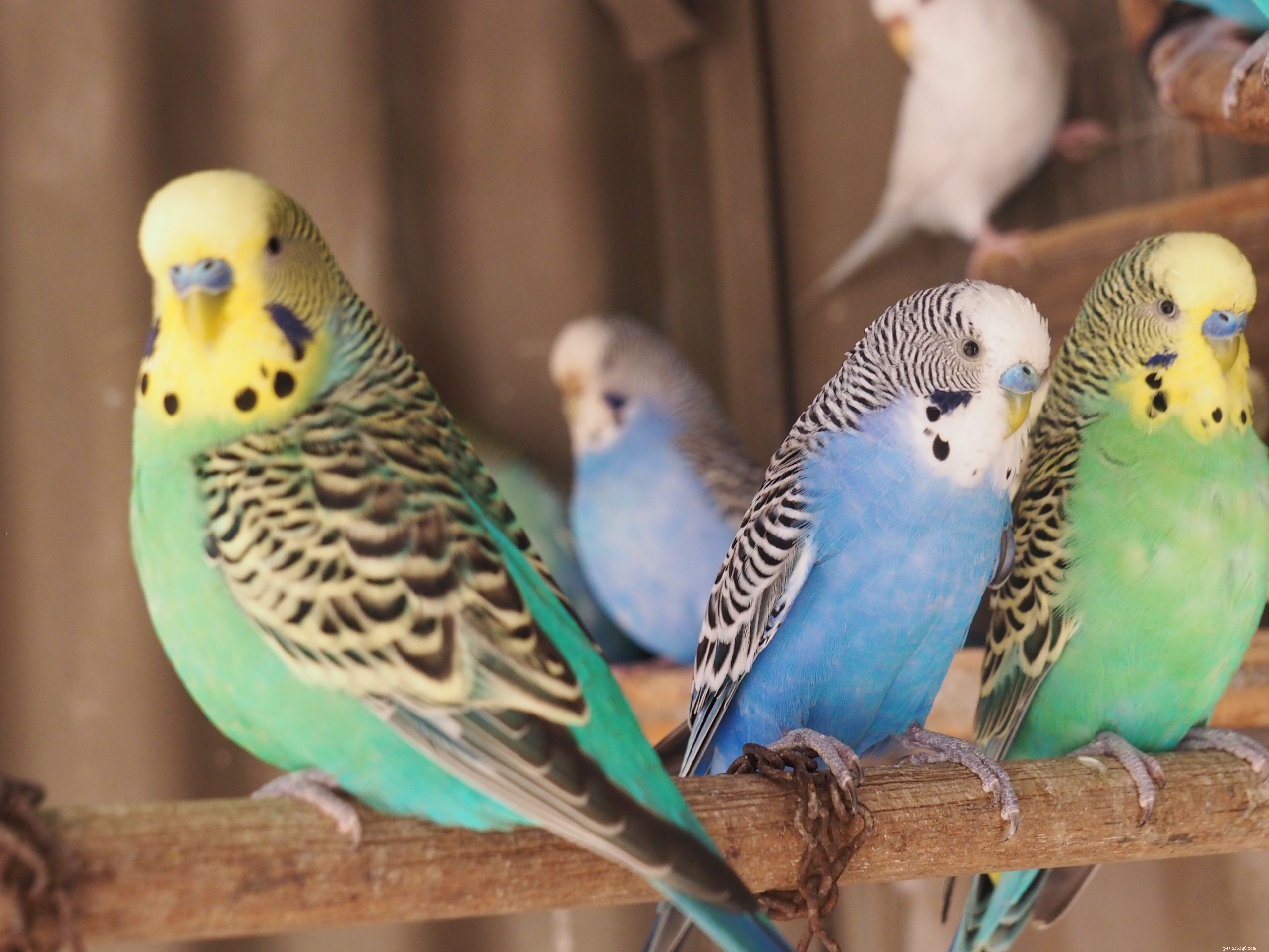 Creature_Concepts: Meet the Dedicated Team Behind Our Pet Care