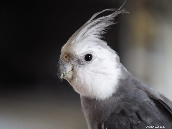 Creature_Concepts: Meet the Dedicated Team Behind Our Pet Care