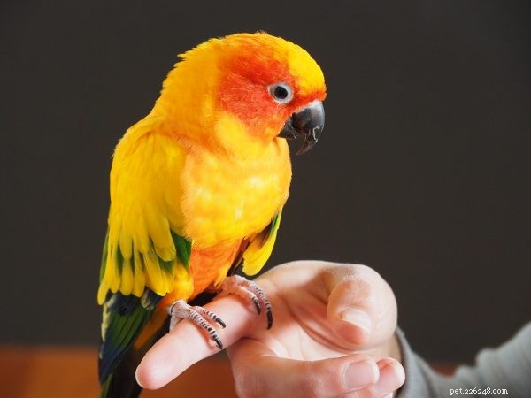 Creature_Concepts: Meet the Dedicated Team Behind Our Pet Care