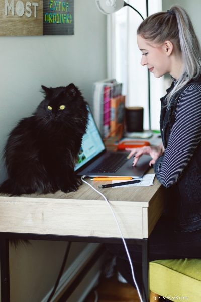 How Increased Time at Home Impacts Your Pet s Well‑Being