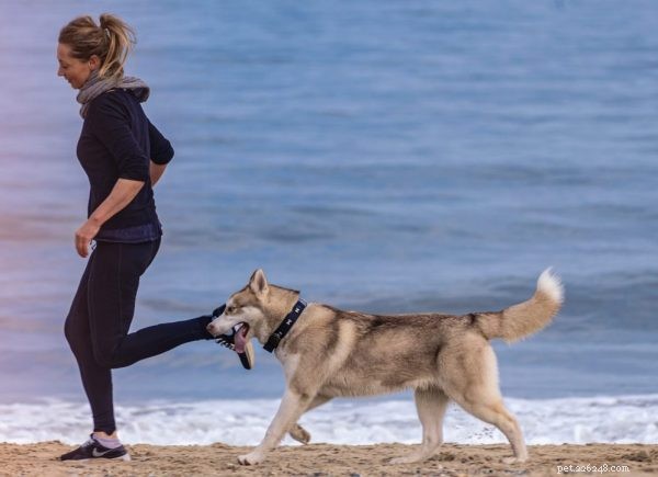 How Increased Time at Home Impacts Your Pet s Well‑Being