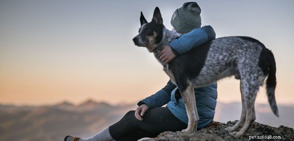 How Increased Time at Home Impacts Your Pet s Well‑Being