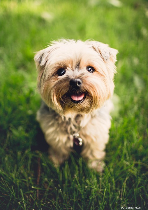Recognizing and Treating Your Dog’s Constipation