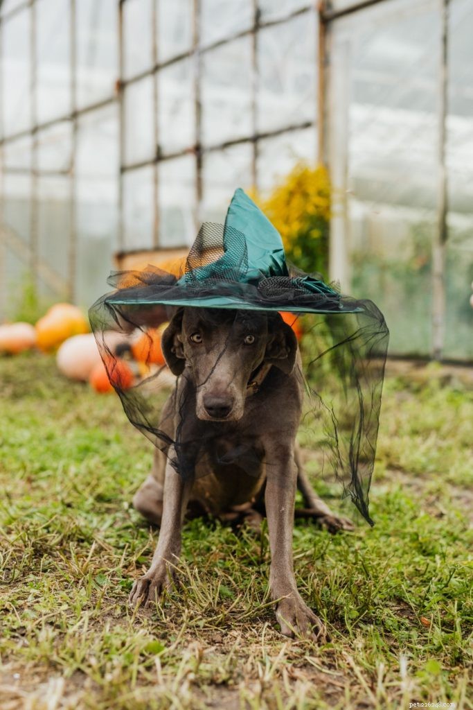 Pawlloween: Safe and Fun Halloween Ideas for Pets