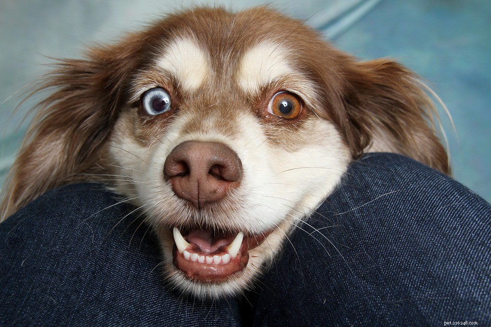 7 Proven Health Benefits of Raw Honey for Your Dog