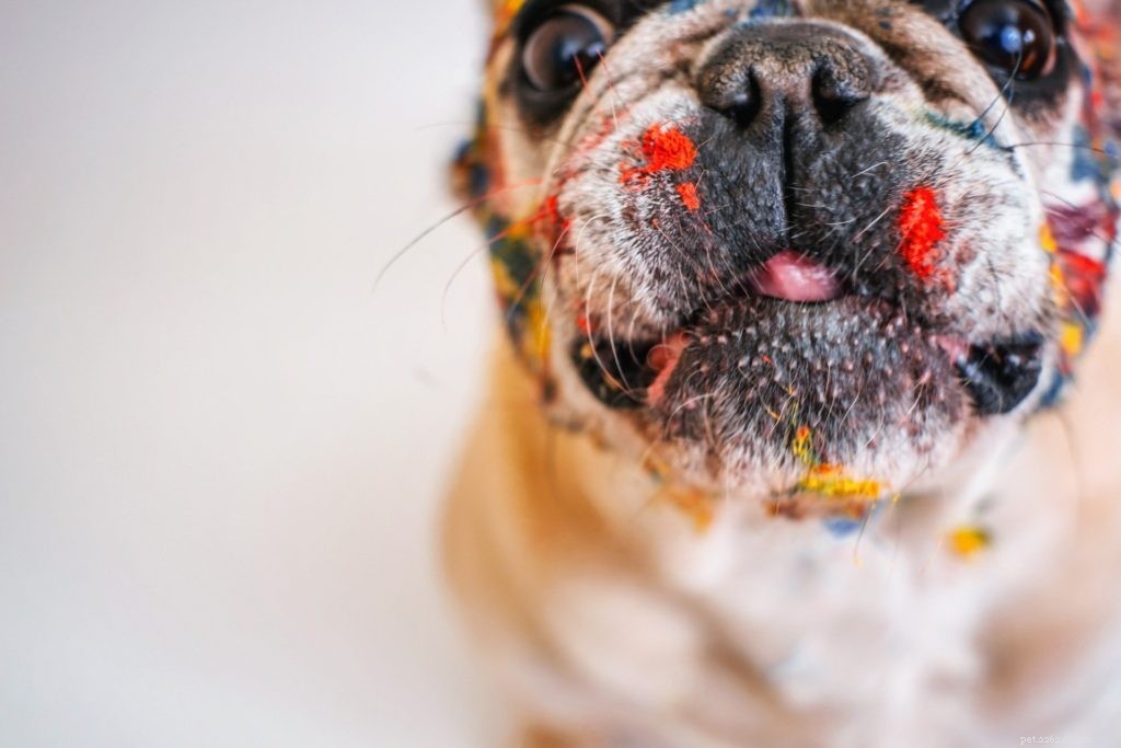 5 Compelling Reasons to Build a Social Media Profile for Your Pet