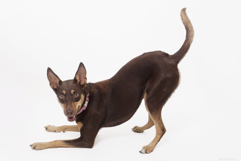 Top 3 Reasons to Microchip Your Pet – Ensure Safety & Quick Recovery