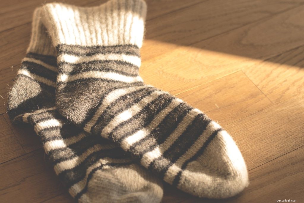5 Easy DIY Toys to Enrich Your Pet s Life