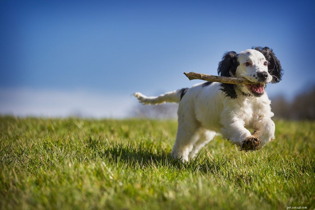 5 Easy DIY Toys to Enrich Your Pet s Life